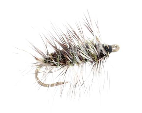 Griffith's Gnat